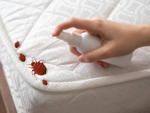 Flea Control Services in South Charleston, WV